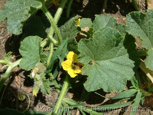 Cucurbit pollination 